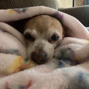 Meet your Posher, Tracey